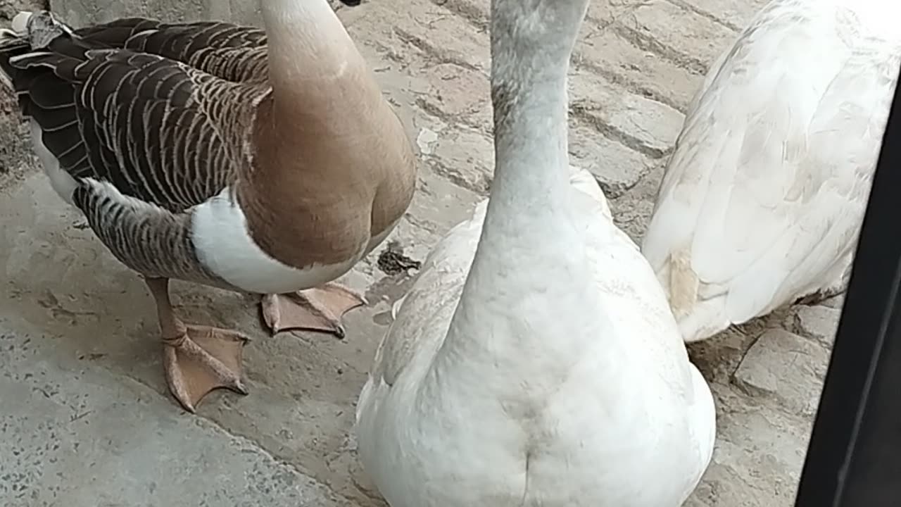 Ducks 🦆 video