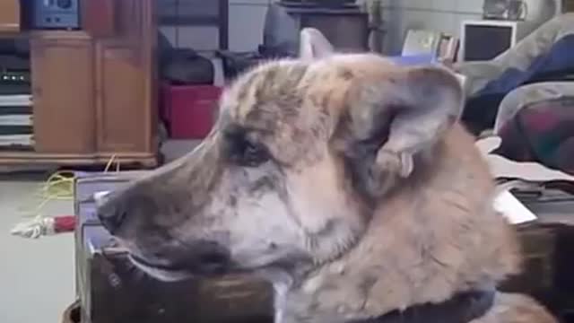 watch dog TALK about bacon, mad at owner for eating it