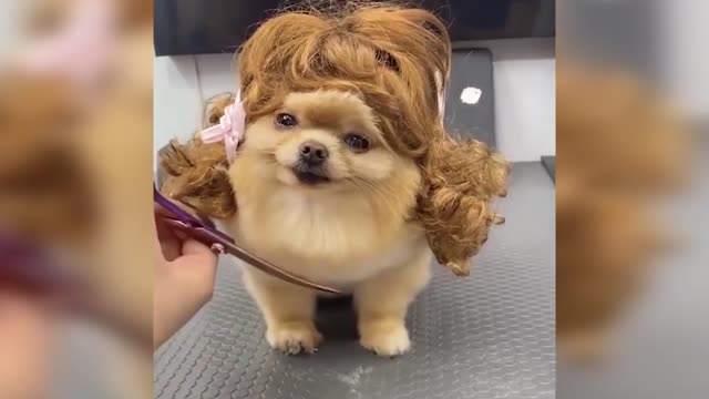 CUTE POMERANIAN DOG ACTIVITIES 🤯😀