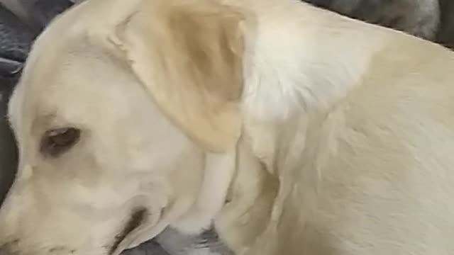 White labrador getting scratched on grey blanket