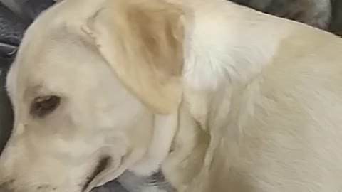 White labrador getting scratched on grey blanket