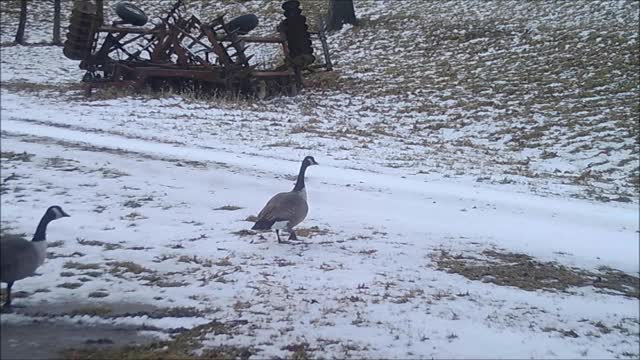 Fred Zeppelin 2021, Goose Eyeing The Camera