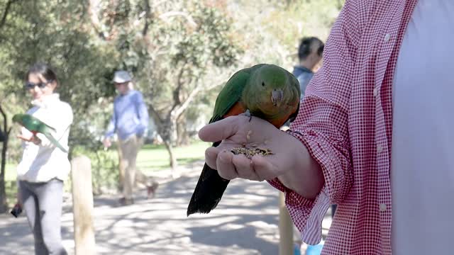 parot very cute