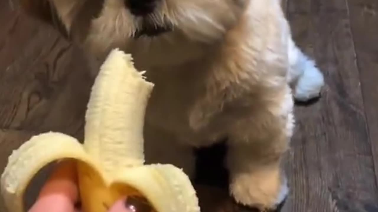 #DogeLovingBanana_ An Unexpectedly Funny Pet Moment in Nature!