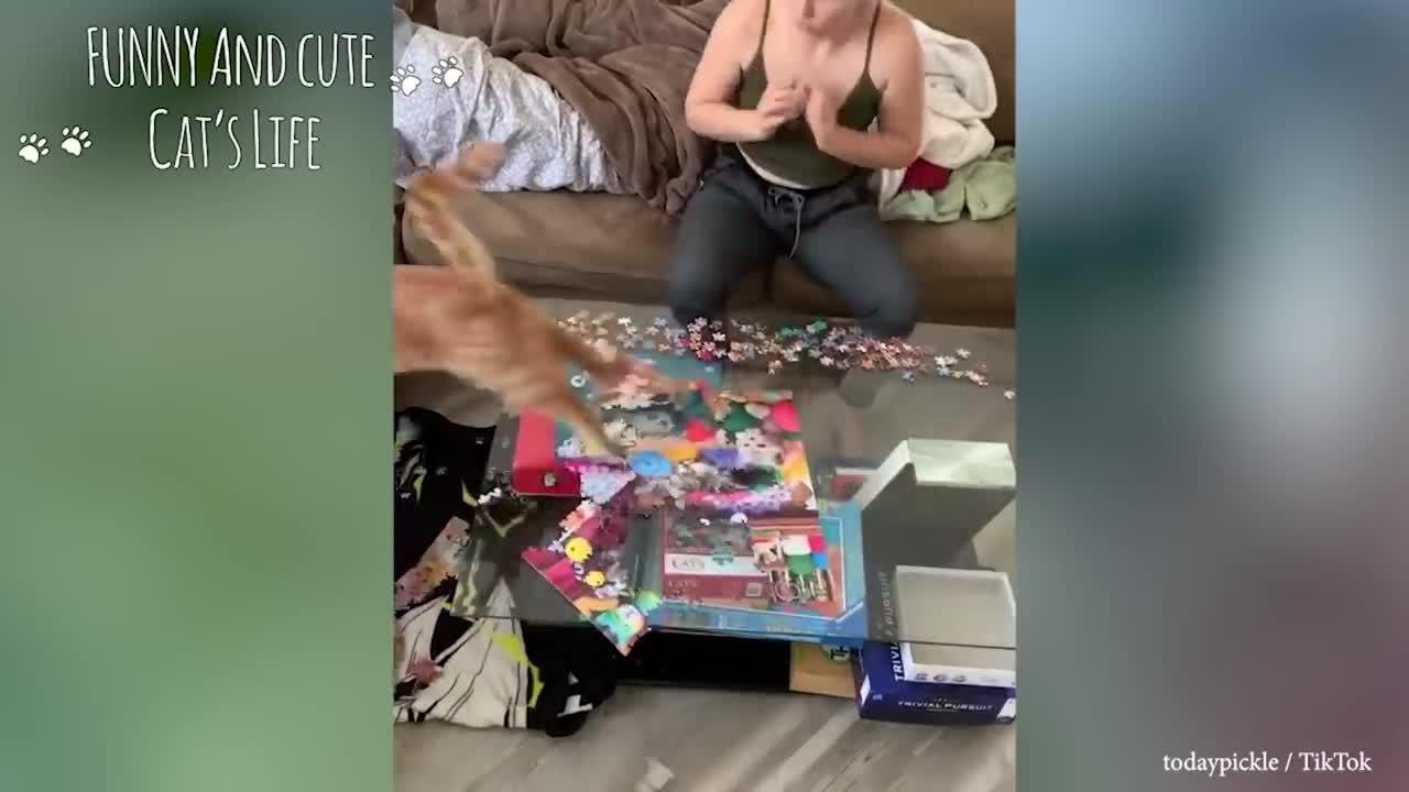 Funy Agrey Cat