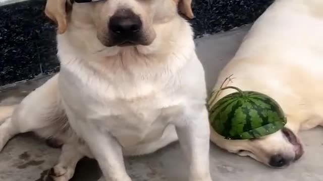 Funny animals videos captured