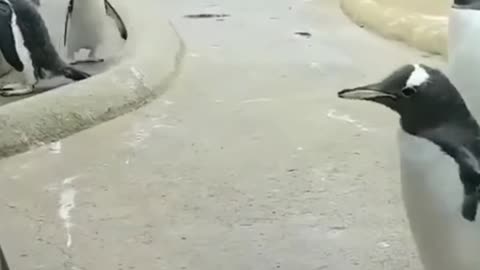 Cute penguin running around :D