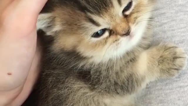 Kitten loves the way i touch him