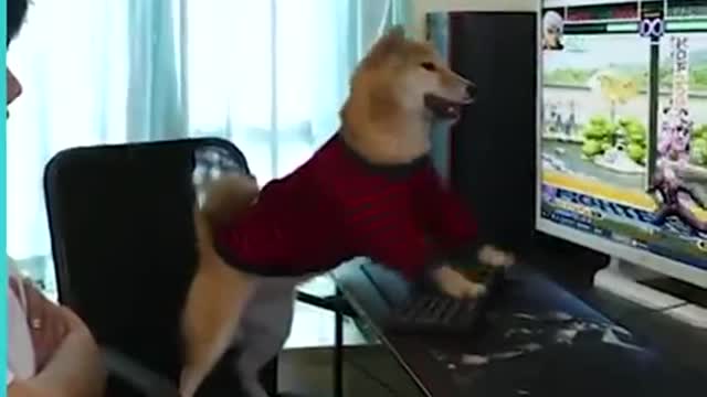 Perro jugando videojuegos