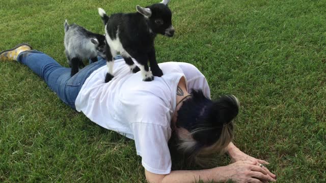 Goat Yoga