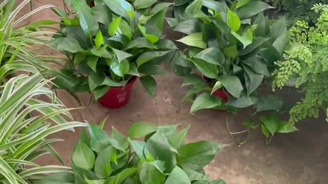 green potted plants