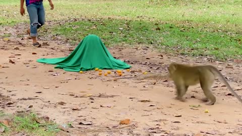 Fake Tiger Prank Monkey and Dog So Funny