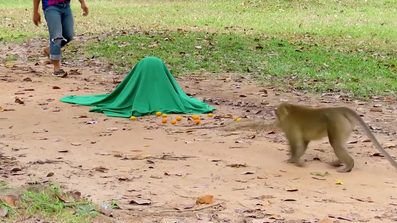 Fake Tiger Prank Monkey and Dog So Funny