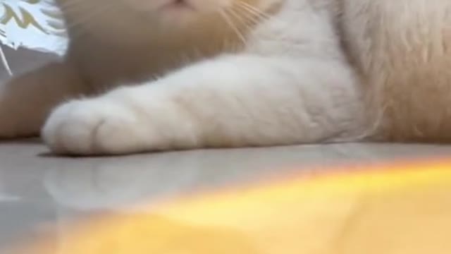 Cat video Playing Beautifull cat video Playing