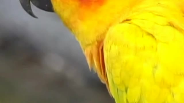 Relaxing natural scene with a beautifly colored parrot