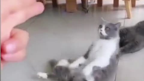 funny moments of cat