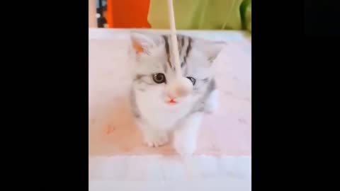 Funny animals [] Try not to laugh compilation 57