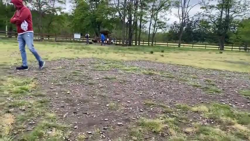 German Shepherd Attack A Pitbull [Unleash Dog Park]