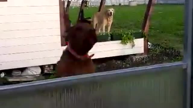 The dog jumps, see to the end