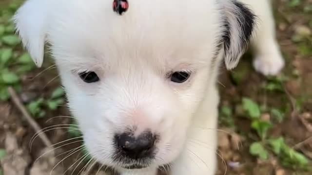 Dog of a pet