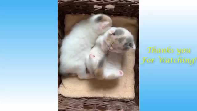 Funny cute dogs and cats