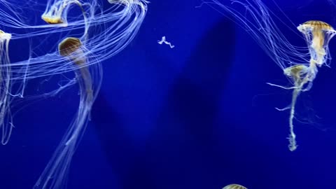 Jellyfish