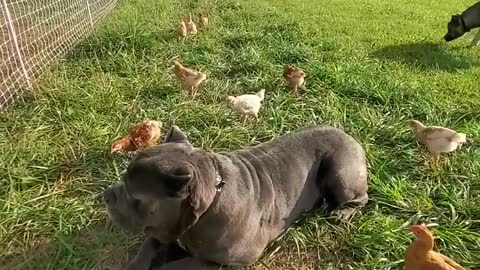 So many chicks around huge Dog