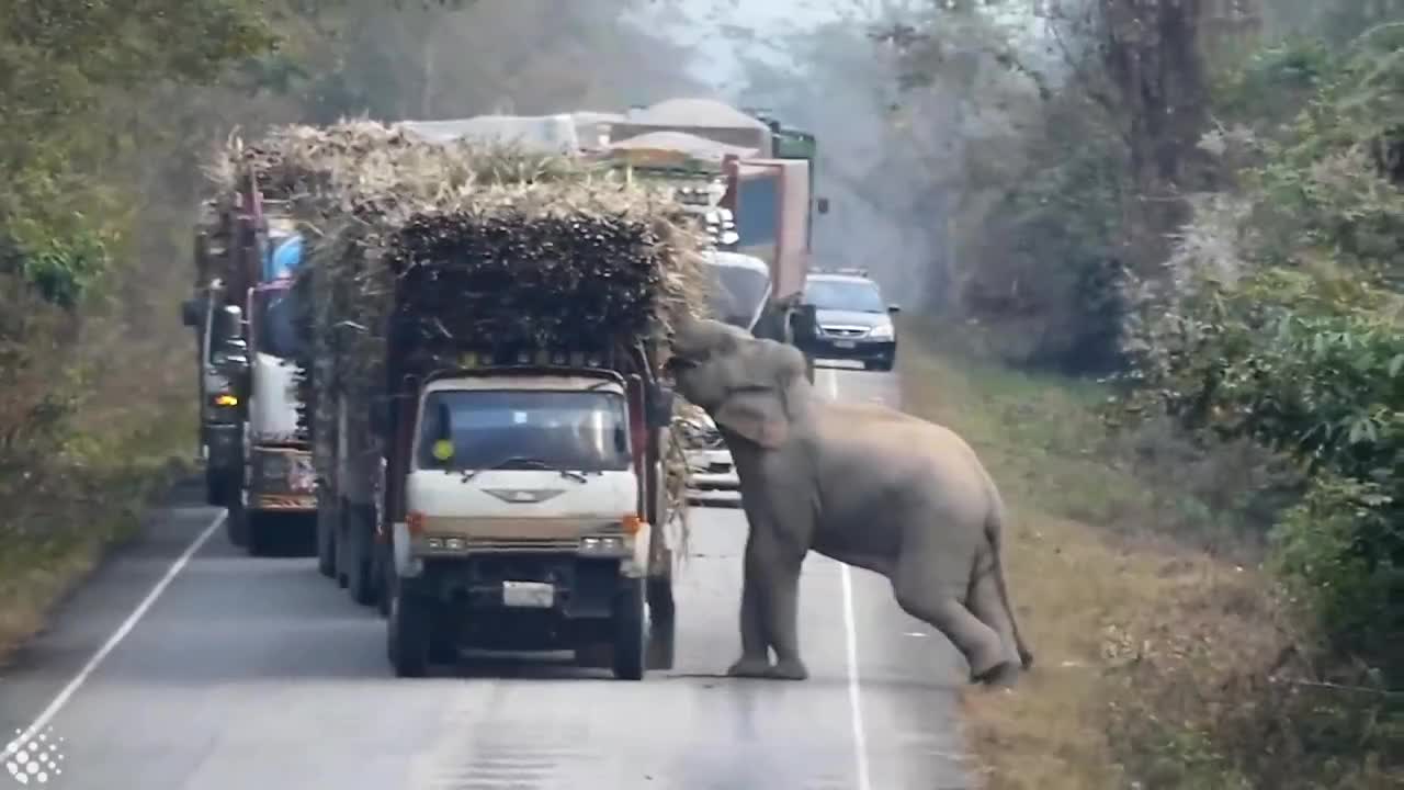 Elephant blocks the road to catch the sugercans...