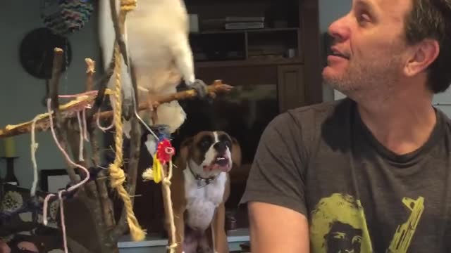 Parrot Argument Evolves Into Rough Yelling With Owner