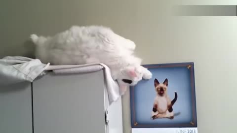 FUNNIEST CATS VIDEOS