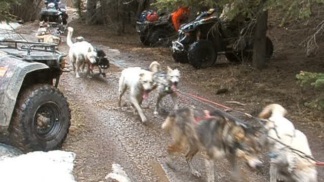 Working out the dogs