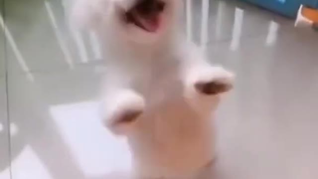 Funniest dog dancing