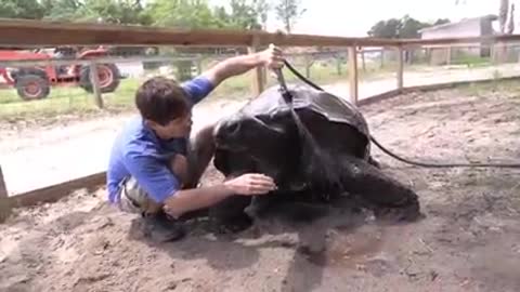 Tartaruga de 110 anos