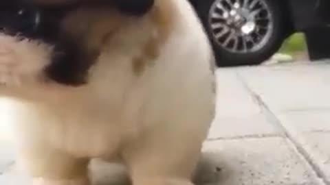 crazy cute puppy