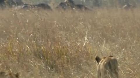 Lion and buffalos fight