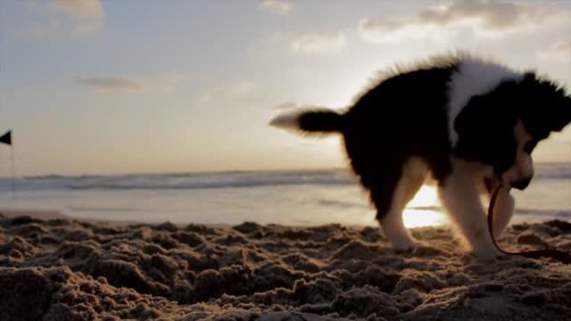 Small Puppy Playing at the beach