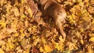 Bulldog Puppy surfing