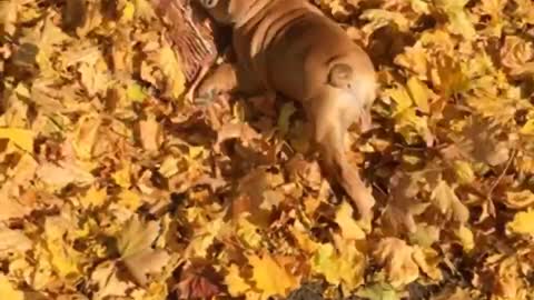 Bulldog Puppy surfing