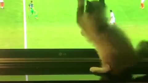 White cat chasing soccer ball around tv