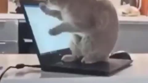 Funny cat action