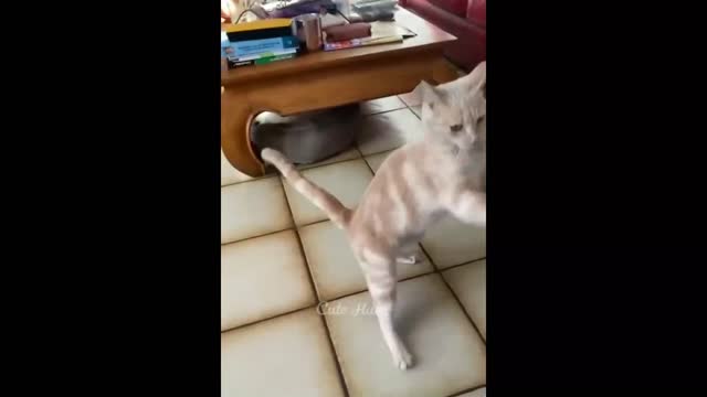 Cat and Dog Cuttest Moments