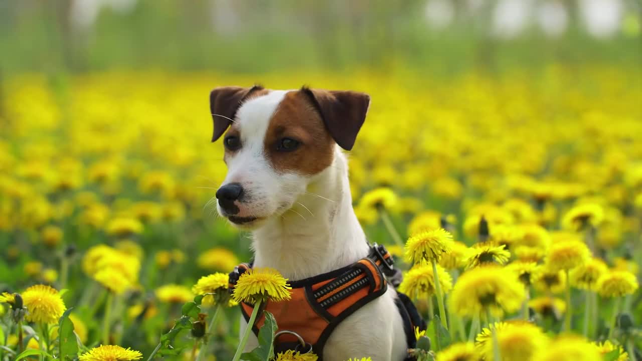 A dog in the flowers