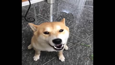 Funniest Shiba Inu Compilation - Doguecoins