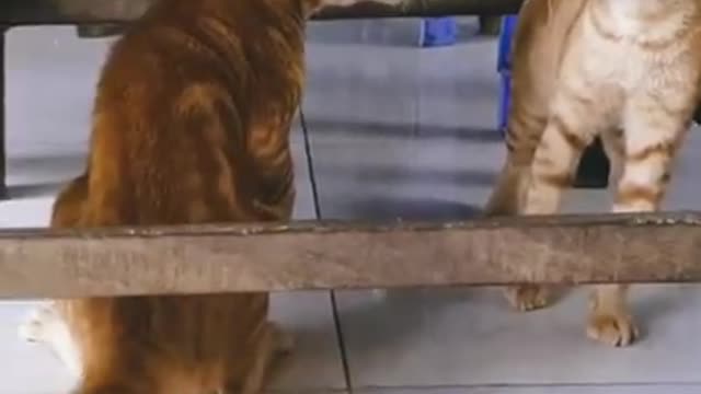 Cat fithing funny video