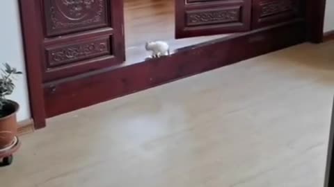 Successful Leap of Small Steps #shorts #viral #shortsvideo #video