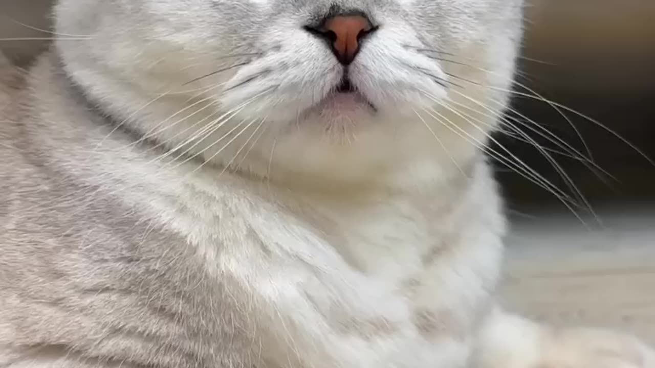 Cat funny video