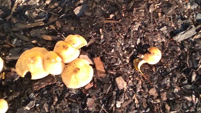 mushrooms of honeydew