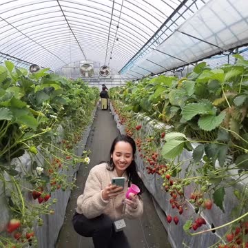 20210314 dâu tây trong nhà kính