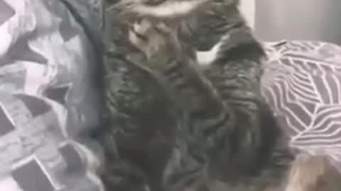 Animal funny
