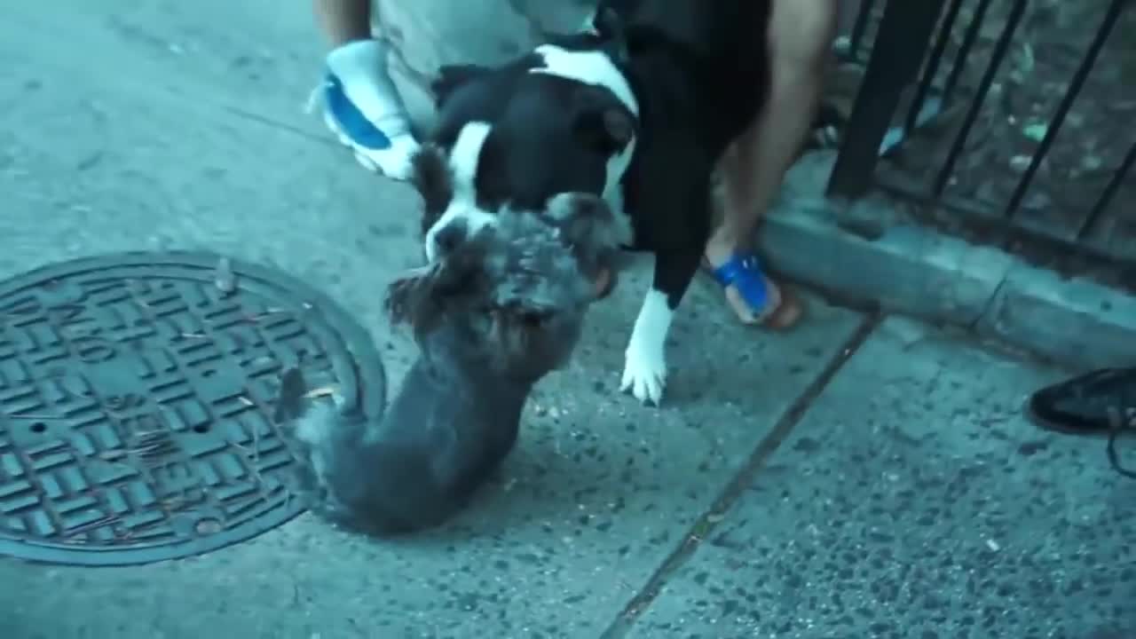 Pitbull attack Dogs - compilation 2014\ # Pittbull_Attack Dogs